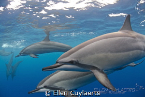 CONTACT

Spinner dolphins in Cook's Bay on a cloudy day by Ellen Cuylaerts 